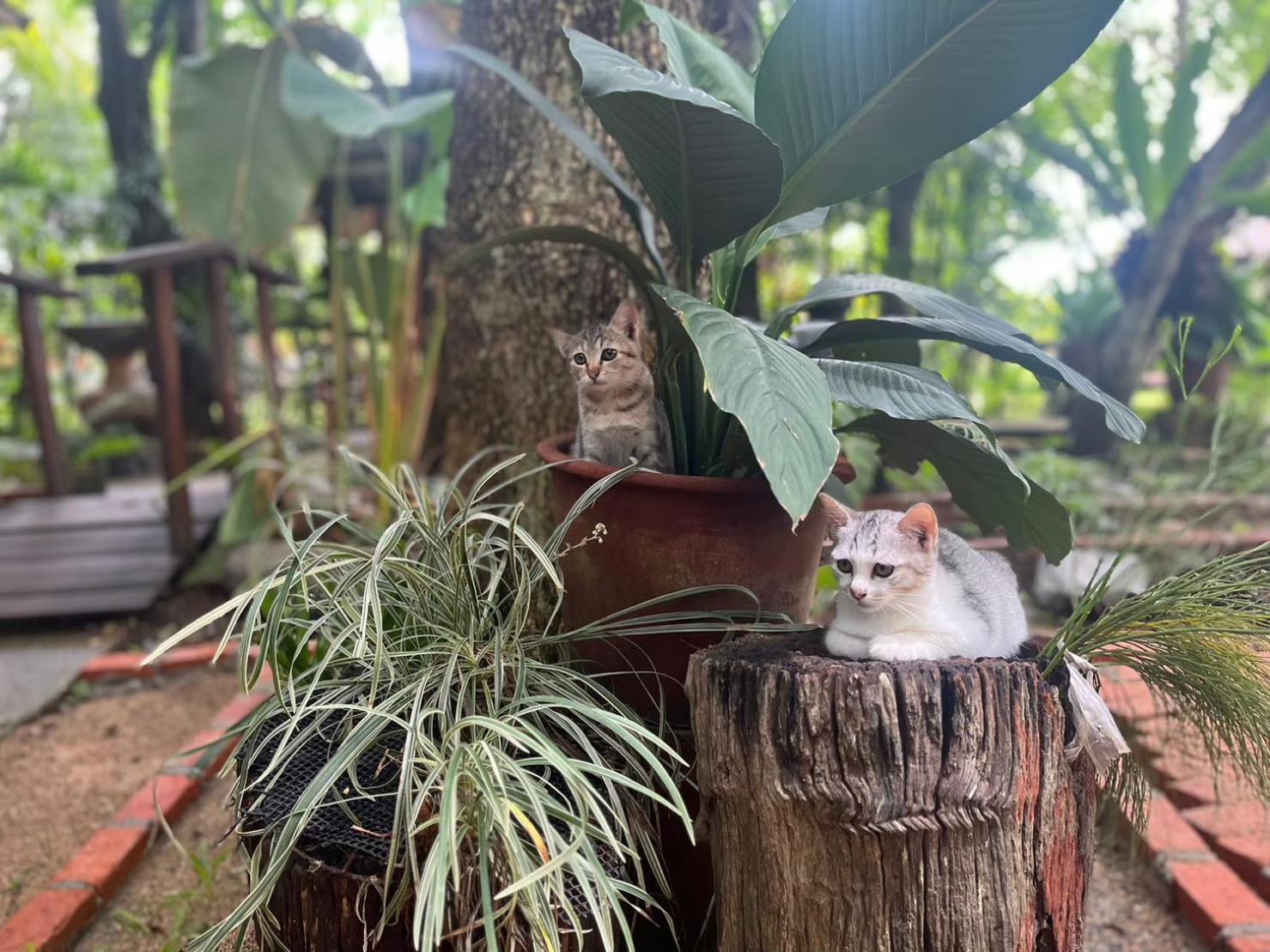 Tongluang Inthanon Homestay โต้งหลวงอินทนนท์โฮมสเตย์ Chom Thong Dış mekan fotoğraf